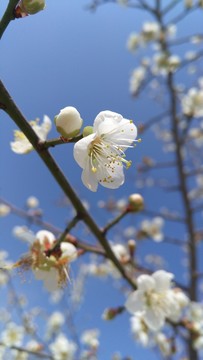 梅花 花蕊 花苞 盛開