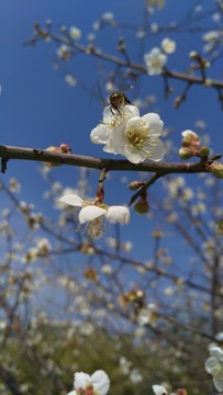 梅花 蜂蜜