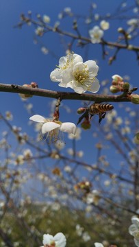梅花 白梅花 純潔之花