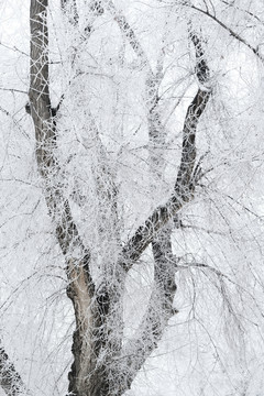 霧淞