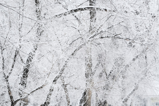雪景