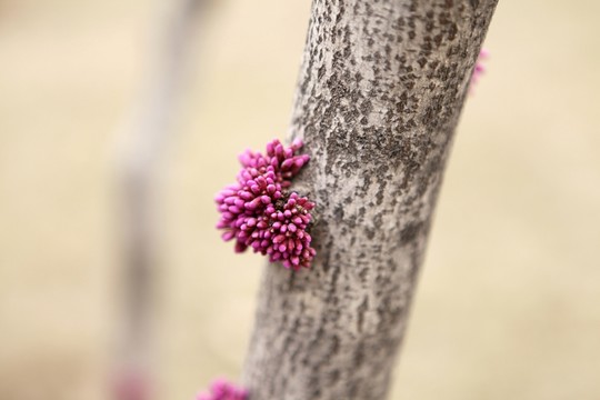 紫荊花