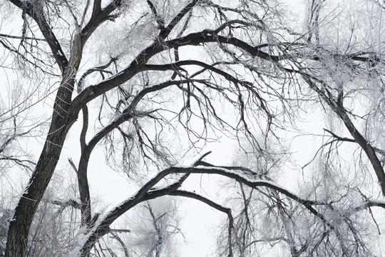 霧淞
