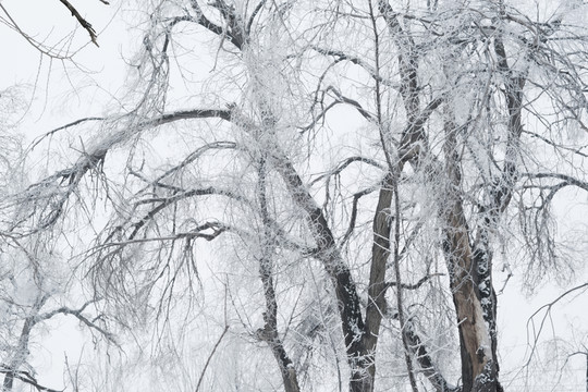 霧淞