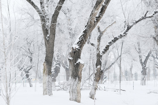 霧淞