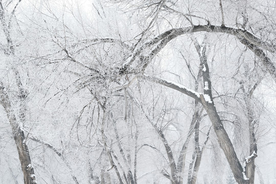 霧淞