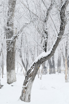 霧淞
