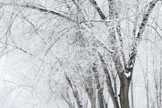 樹林