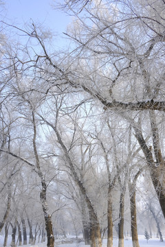 雪淞