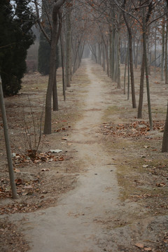 林間小路