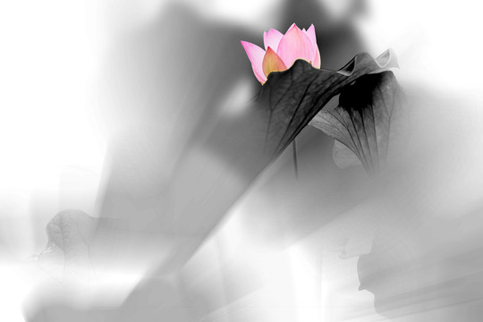 霧蒙蒙水墨花韻