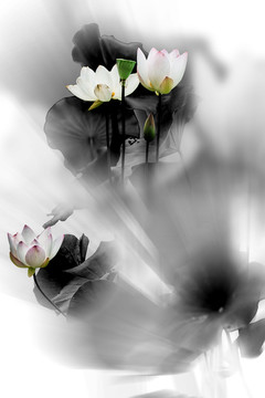雨蒙蒙花韻