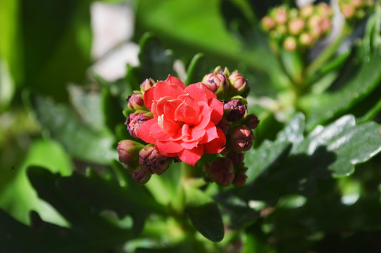 長壽花