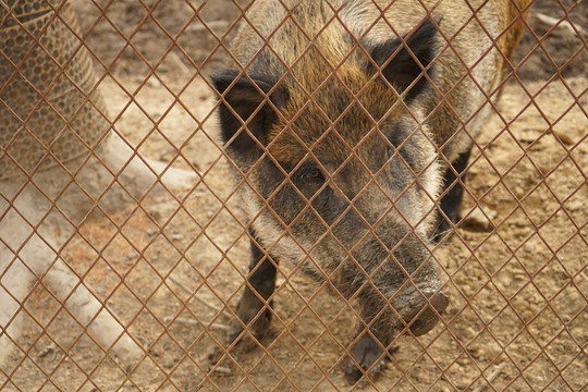 野豬
