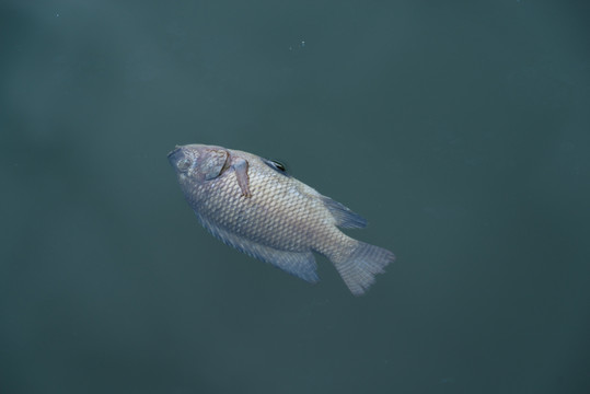 死魚
