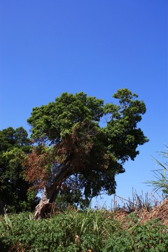 榕樹(shù)