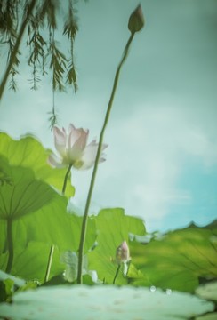 荷花