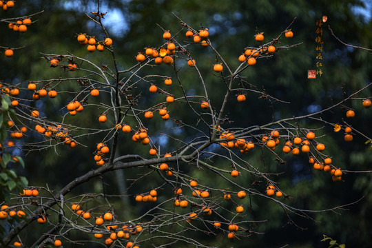 柿子紅了