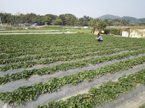 草莓園地