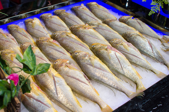 黃瓜魚