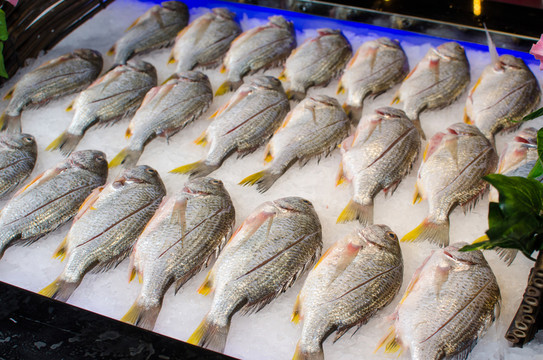 黃翅魚
