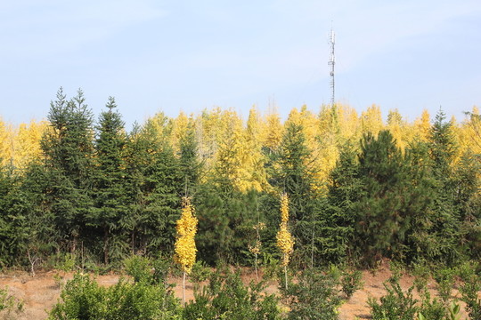銀杏