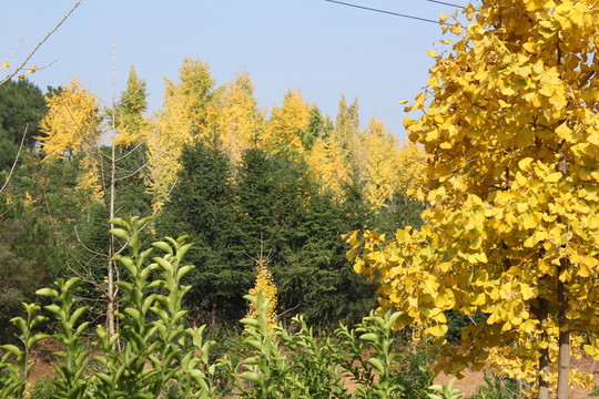 銀杏