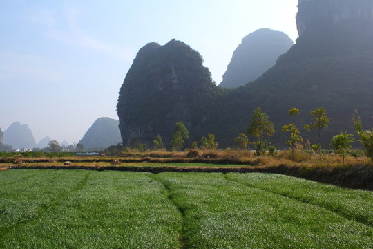 田園綠色