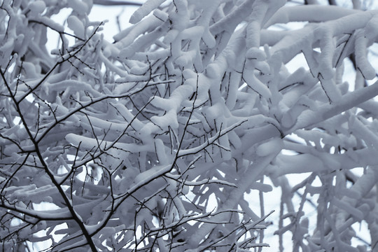 雪景