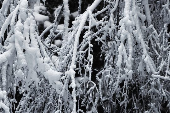 雪