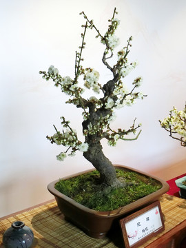 梅花