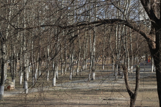 樹林