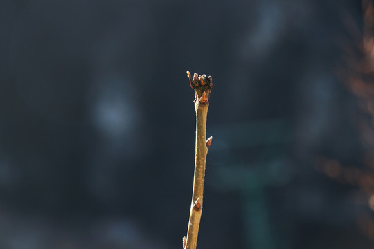 樹枝