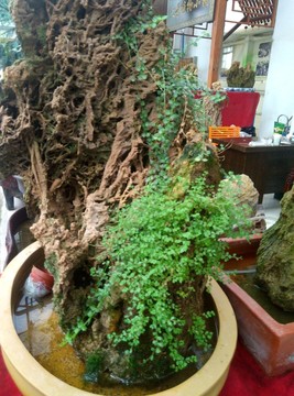 西安 隨手 動(dòng)物 風(fēng)景