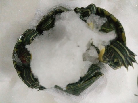 西安 雪景 城市 北郊