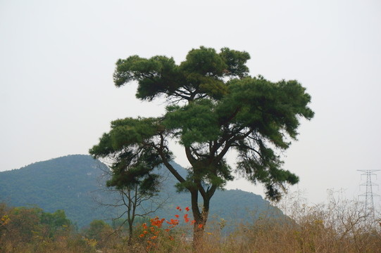 大樹