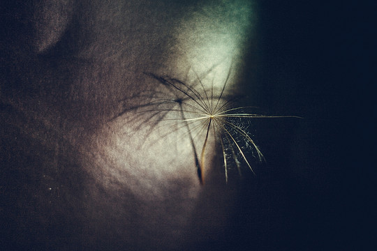 一瓣蒲公英