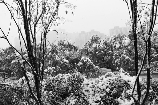 暖冬雪景