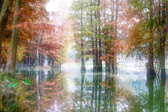 紅杉林霧景