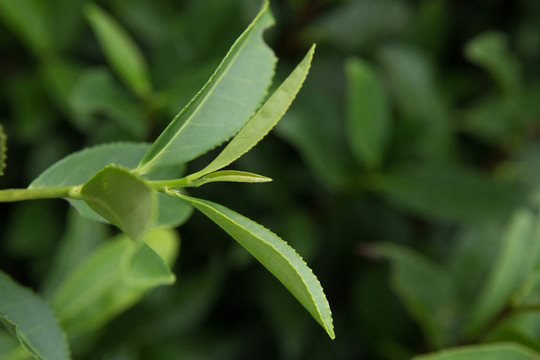 綠色茶葉素材