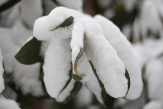 落雪樹葉