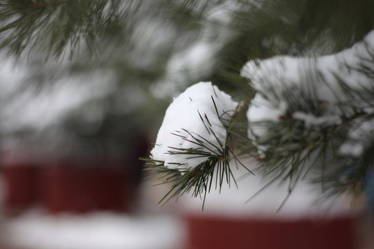 落雪樹(shù)枝