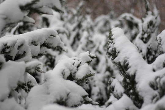 落雪樹木