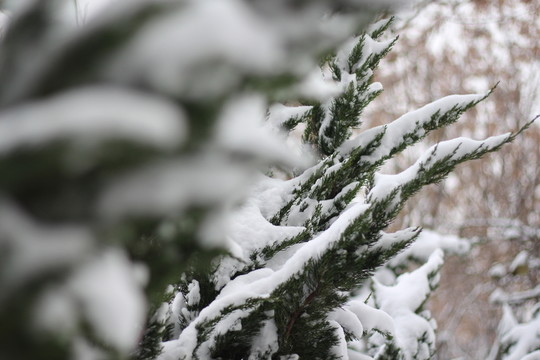落雪樹木