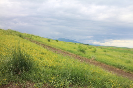 開滿野花的山坡