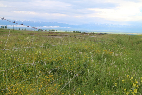 開滿野花的山坡