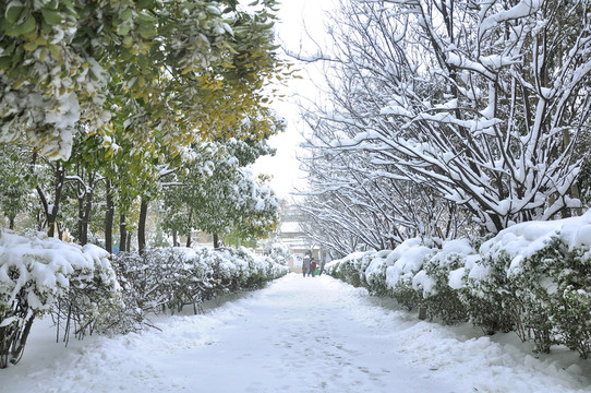 樹(shù)林雪景