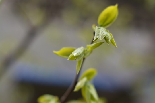 柿子樹嫩芽