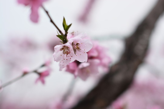 桃花 36
