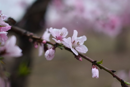 桃花37